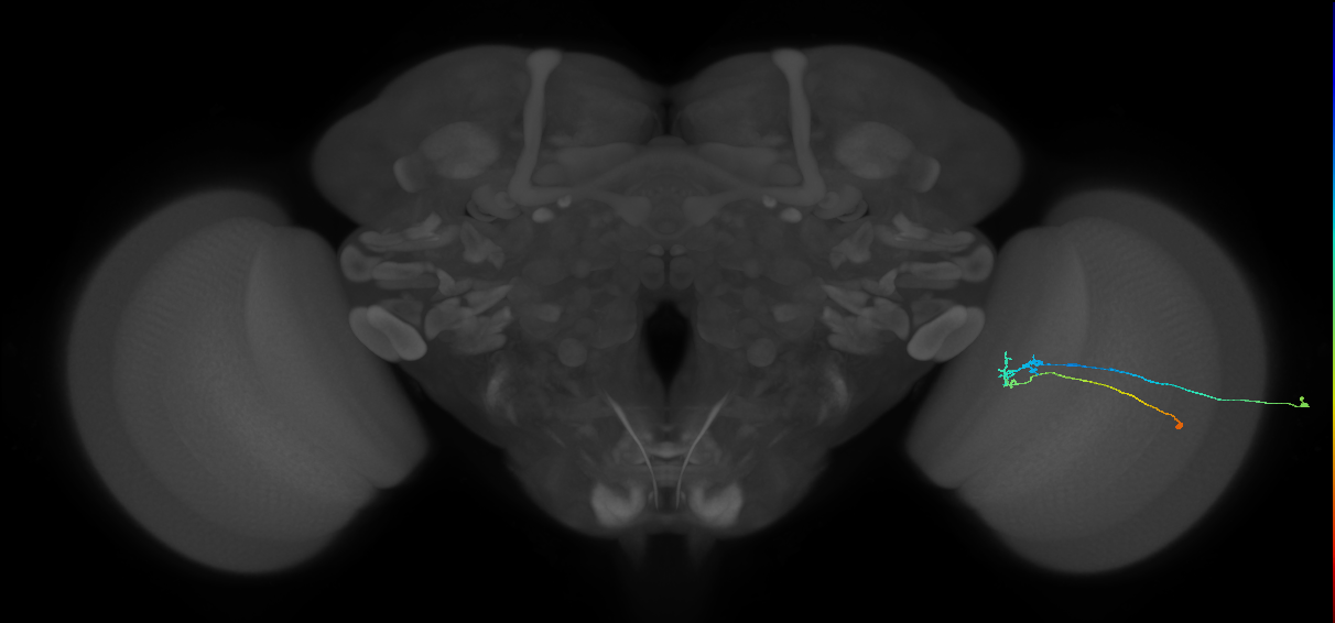 C2_R (JRC_OpticLobe:90637)