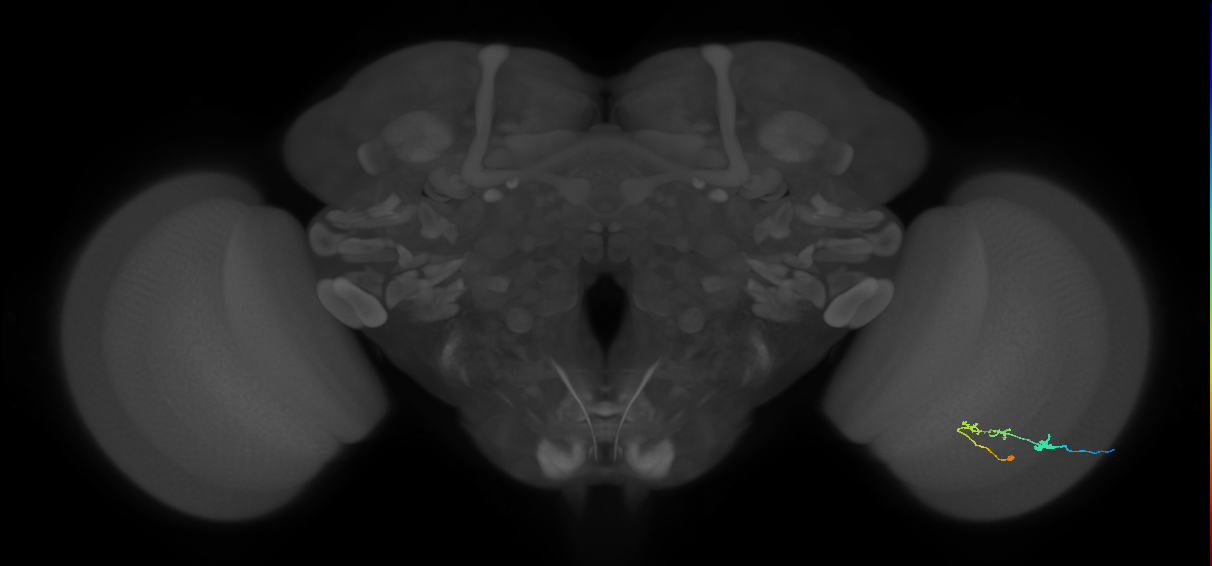 C2_R (JRC_OpticLobe:100591)