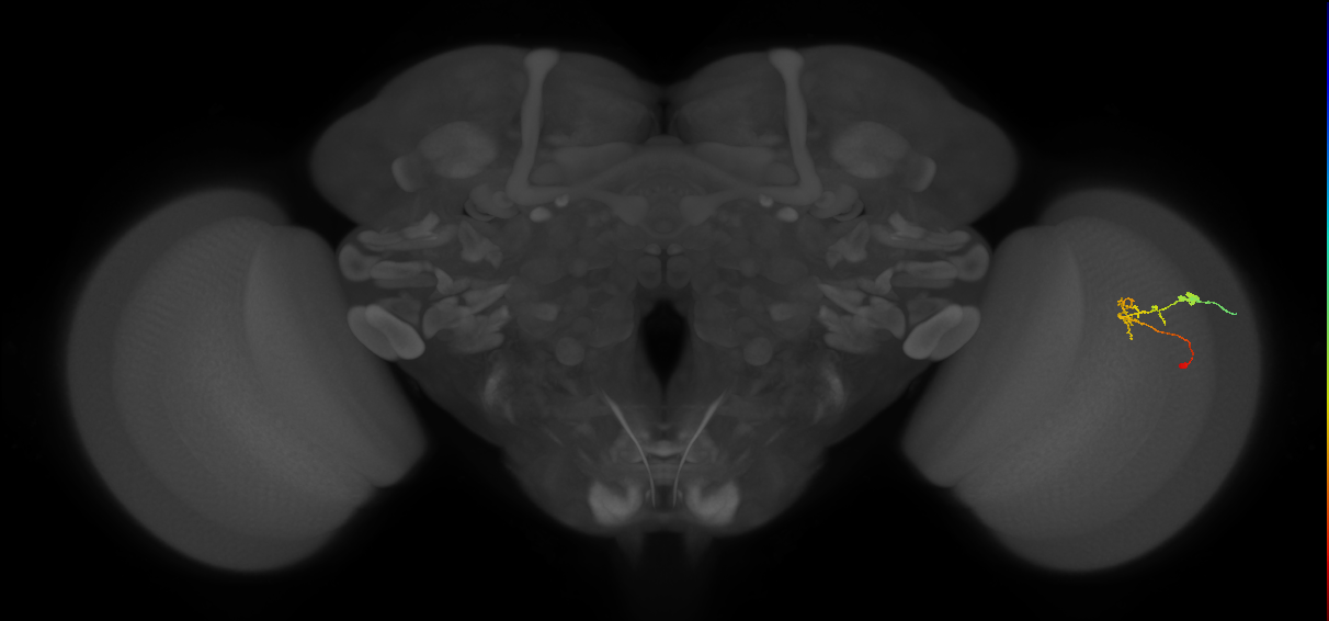 C2_R (JRC_OpticLobe:135834)