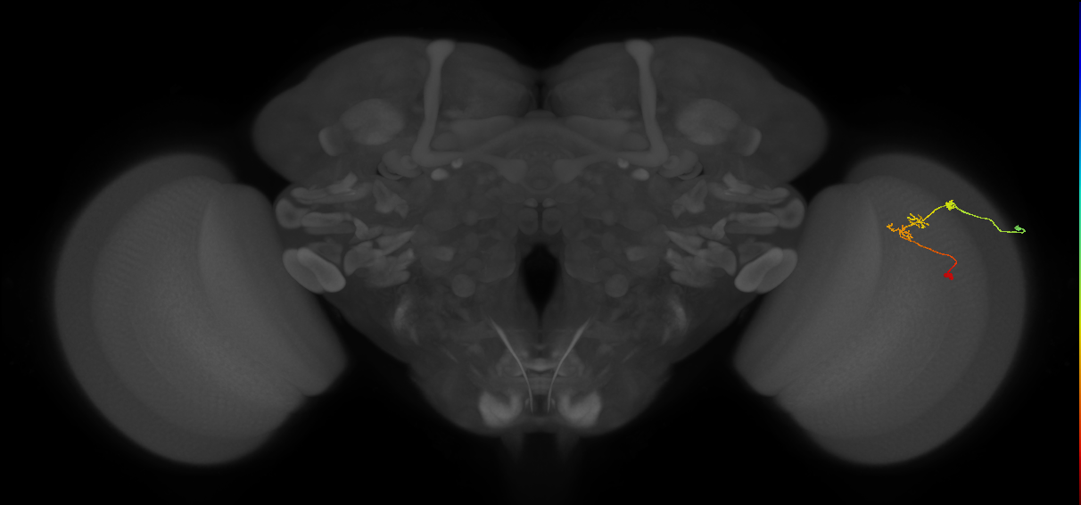 C2_R (JRC_OpticLobe:110337)