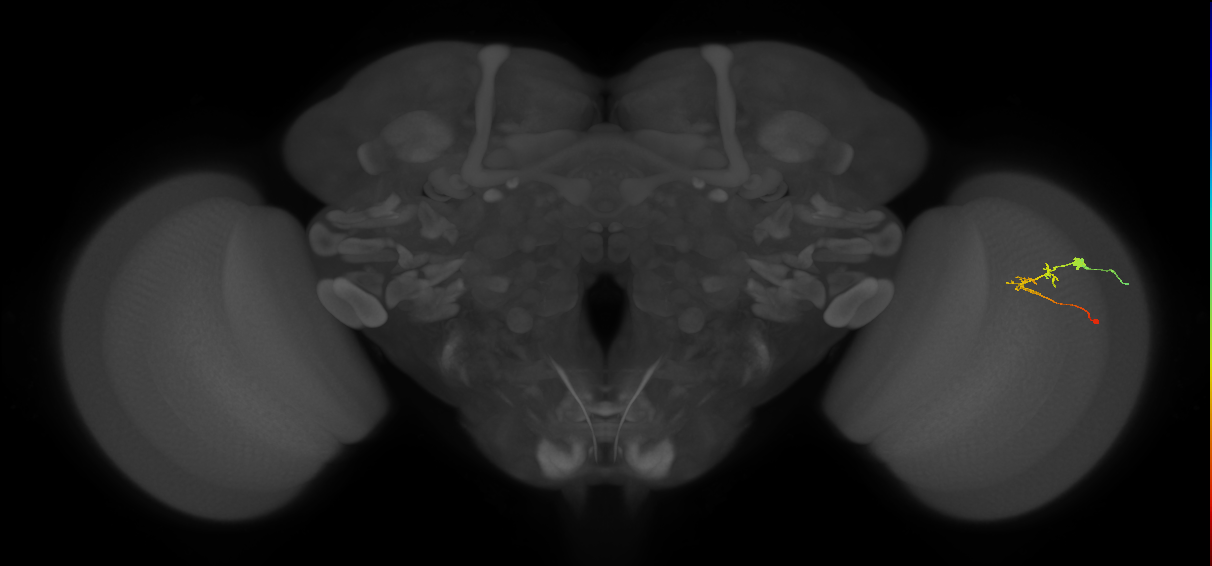 C2_R (JRC_OpticLobe:98971)