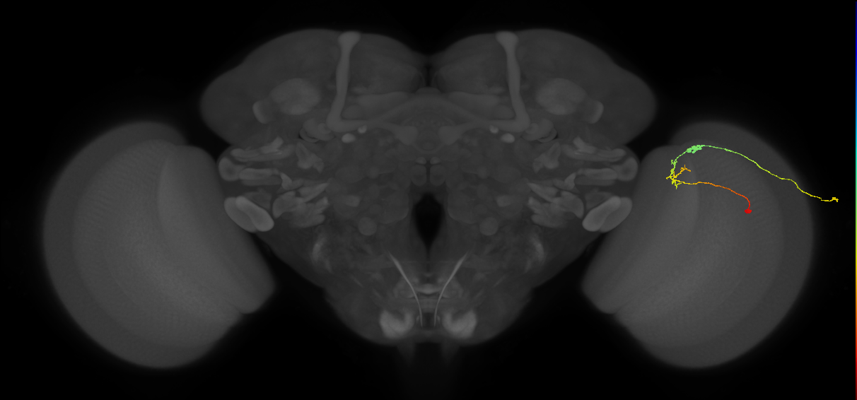 C2_R (JRC_OpticLobe:105314)