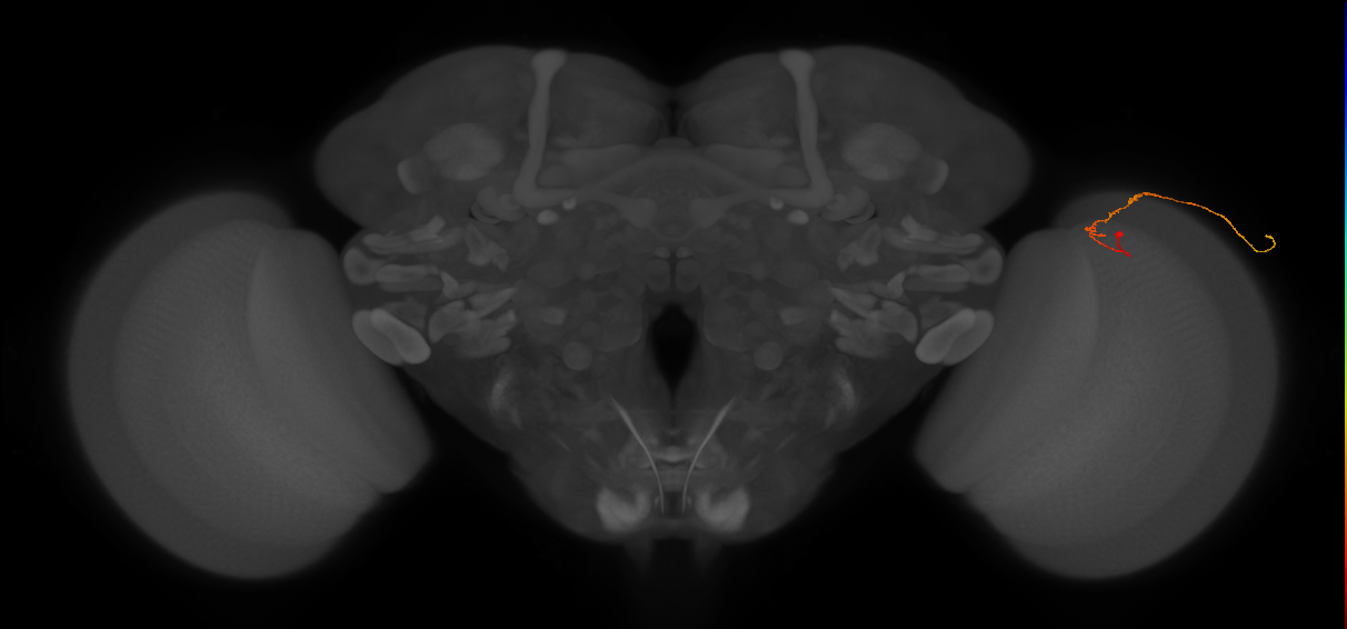 C2_R (JRC_OpticLobe:127201)