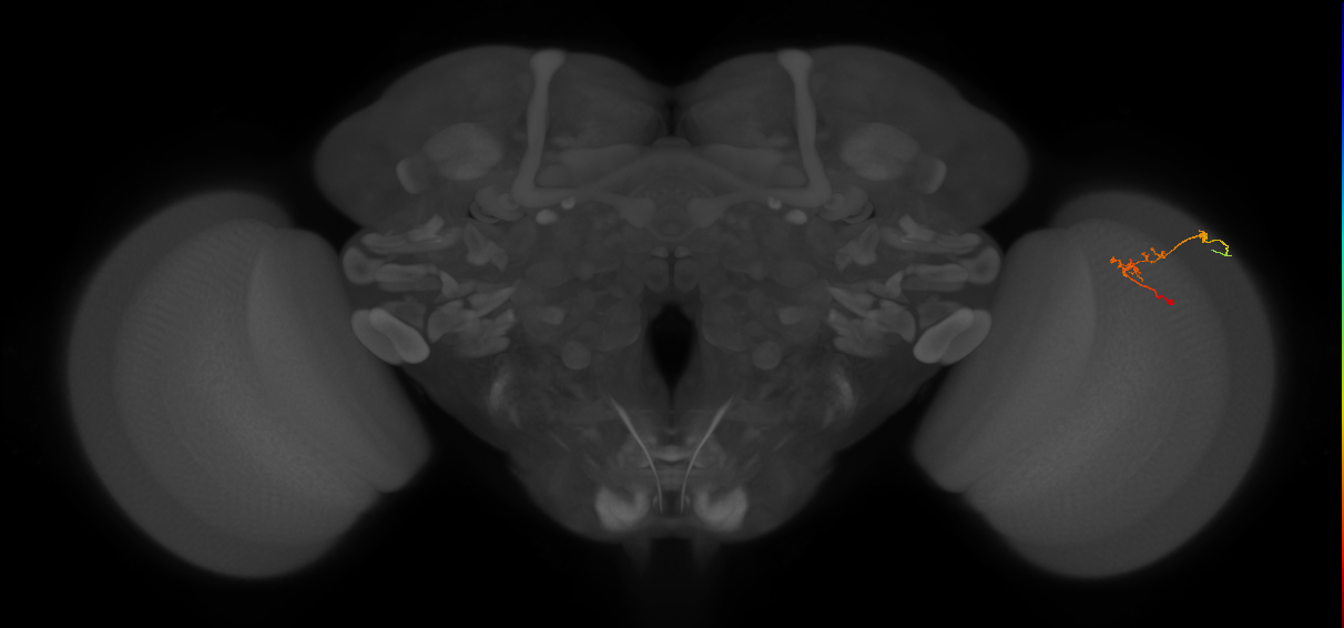 C2_R (JRC_OpticLobe:128524)