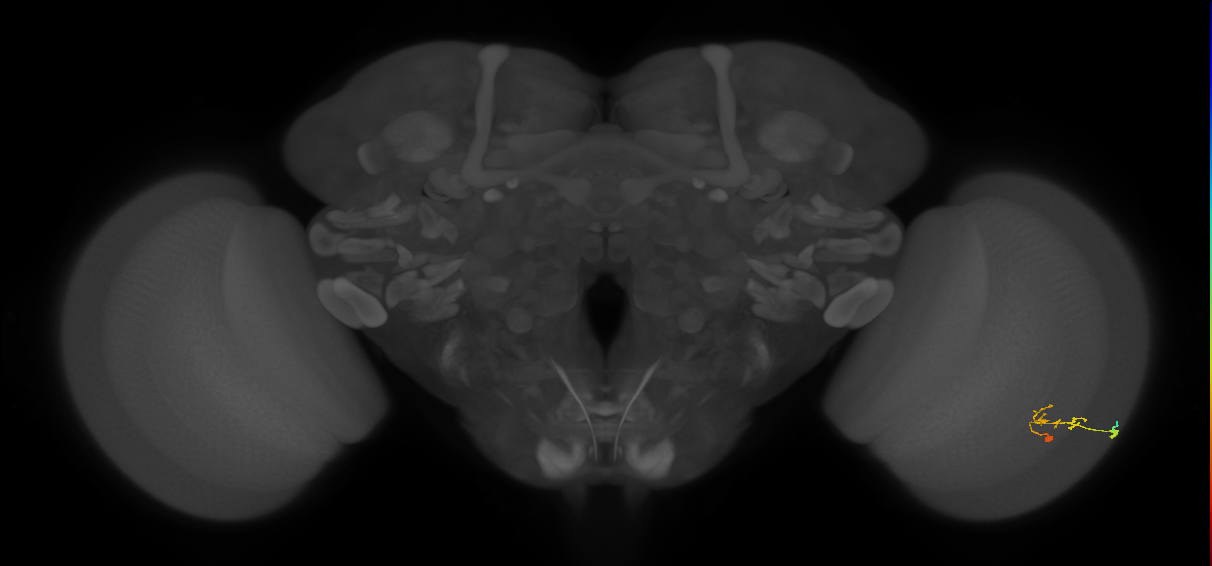 C2_R (JRC_OpticLobe:85639)