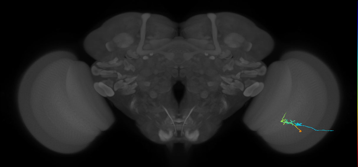 C2_R (JRC_OpticLobe:92028)