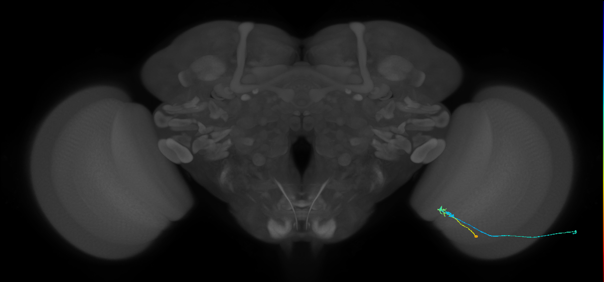 C2_R (JRC_OpticLobe:118885)