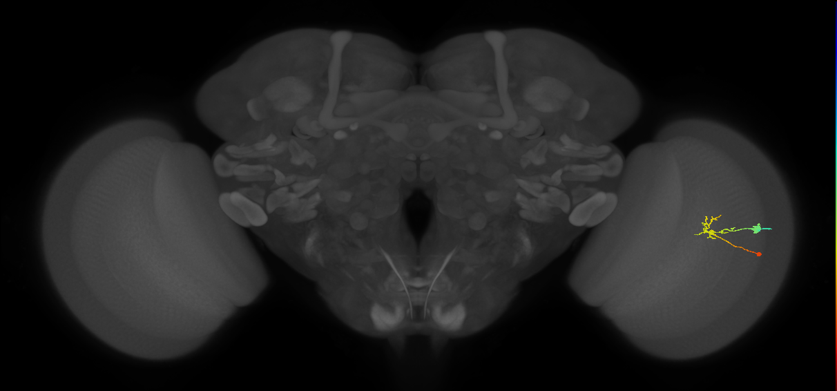 C2_R (JRC_OpticLobe:85058)
