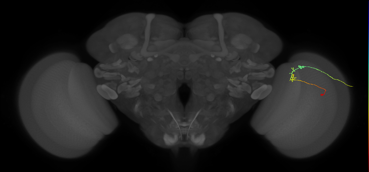 C2_R (JRC_OpticLobe:84702)