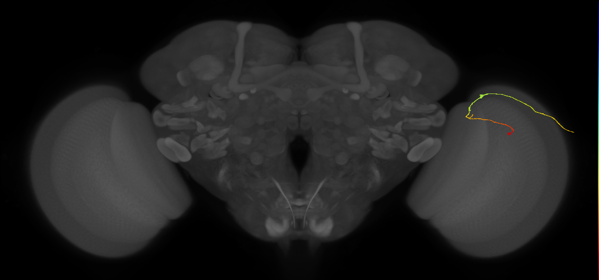 C2_R (JRC_OpticLobe:154827)