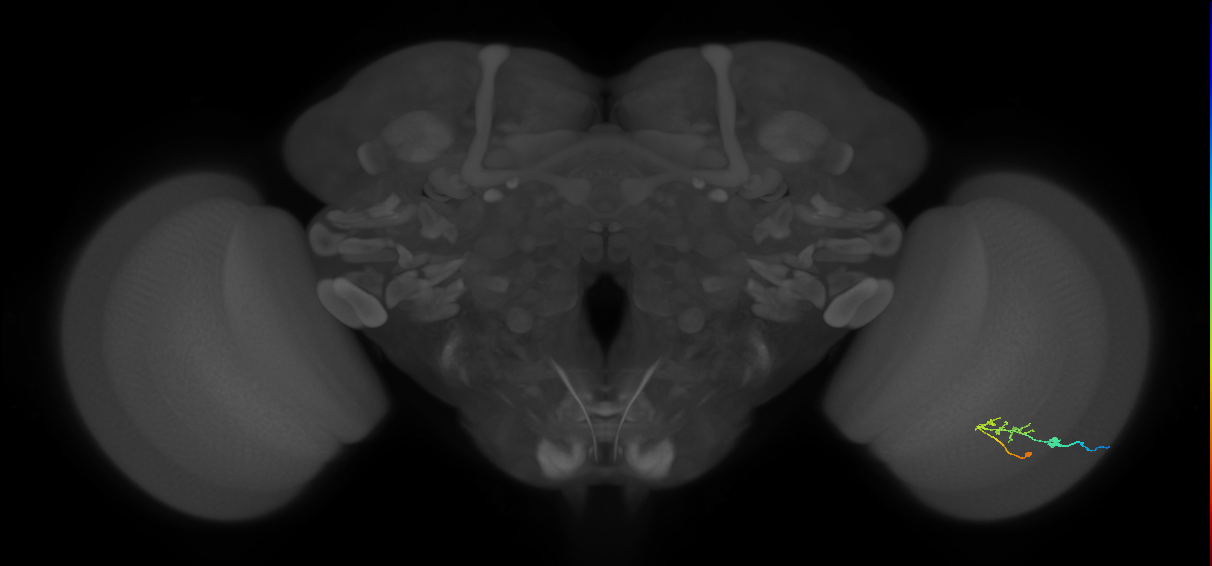 C2_R (JRC_OpticLobe:110105)