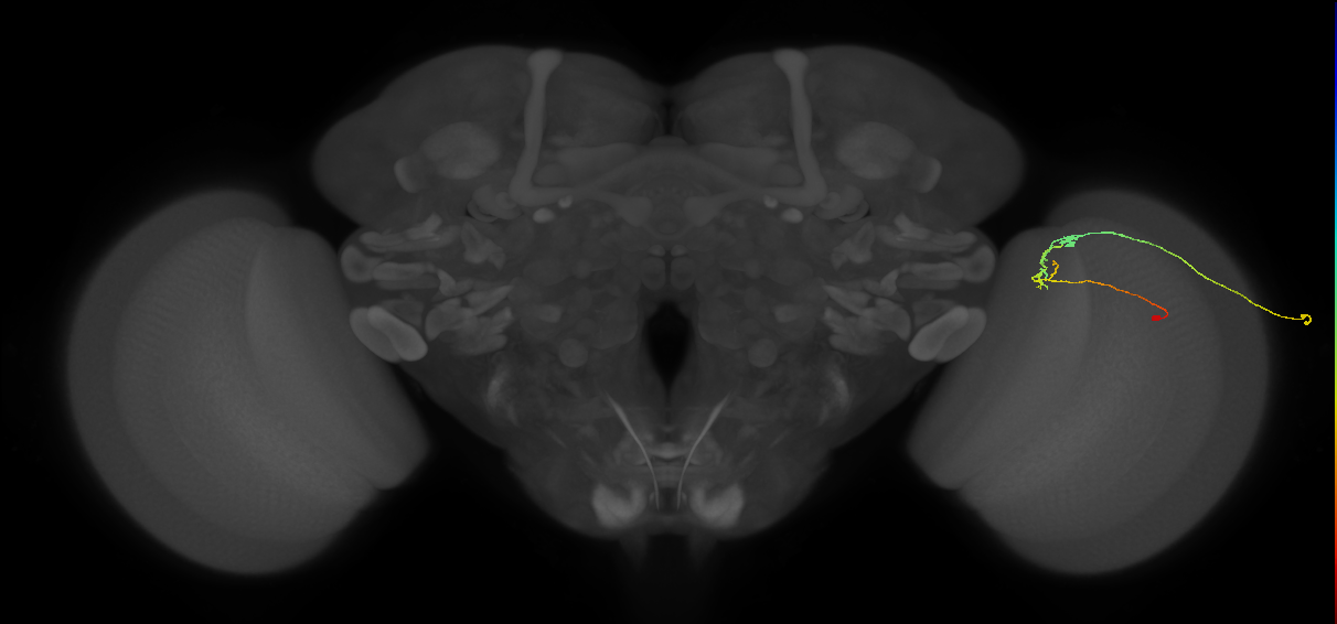 C2_R (JRC_OpticLobe:161060)