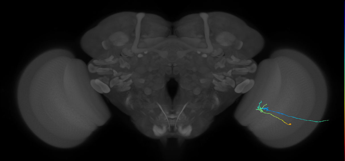C2_R (JRC_OpticLobe:108423)