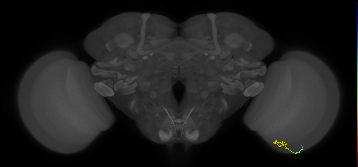 C2_R (JRC_OpticLobe:108584)
