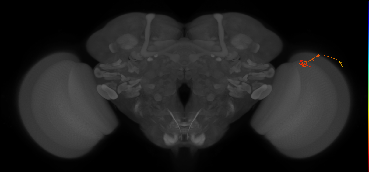 C2_R (JRC_OpticLobe:137090)