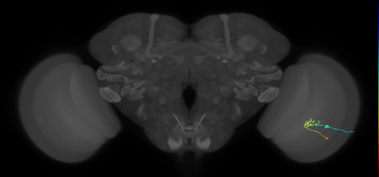 C2_R (JRC_OpticLobe:77460)