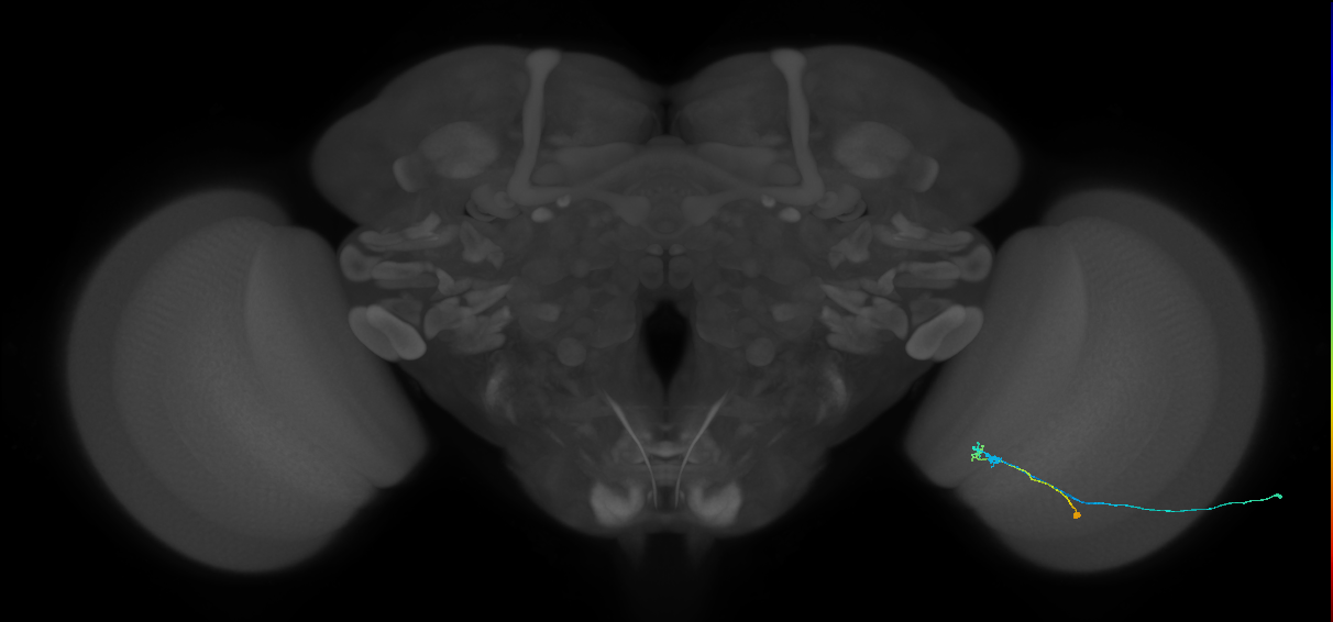 C2_R (JRC_OpticLobe:133117)