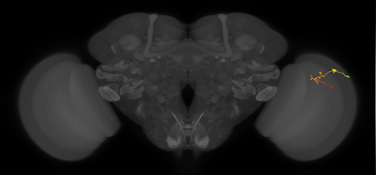 C2_R (JRC_OpticLobe:101201)