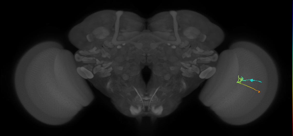 C2_R (JRC_OpticLobe:83844)