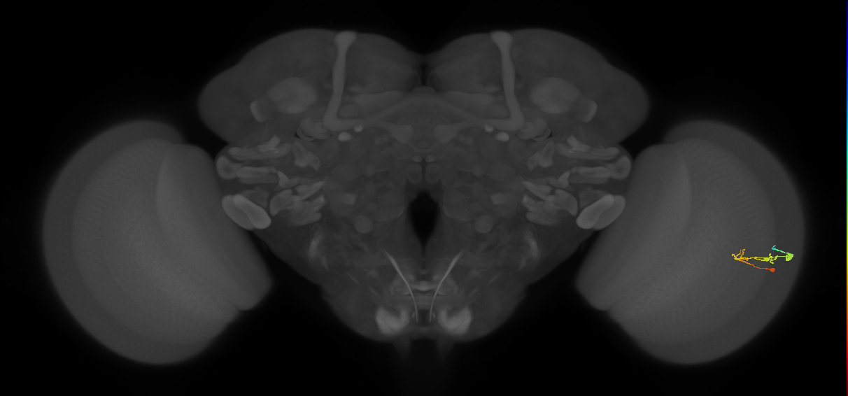 C2_R (JRC_OpticLobe:81116)