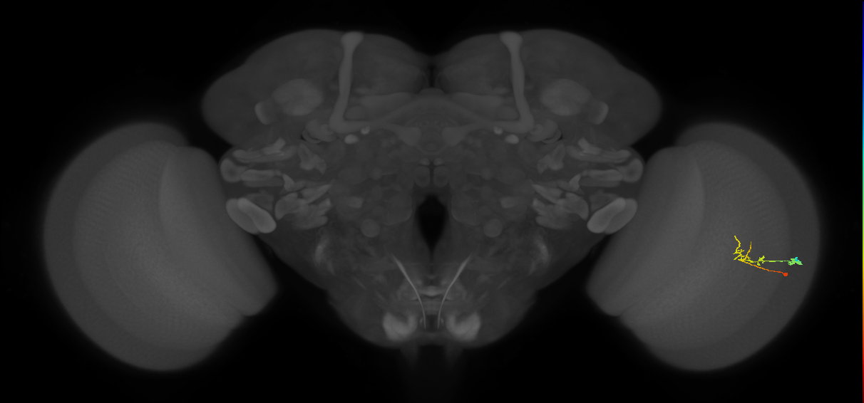 C2_R (JRC_OpticLobe:81391)