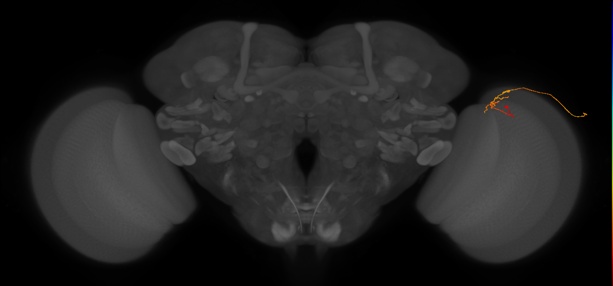 C2_R (JRC_OpticLobe:146910)