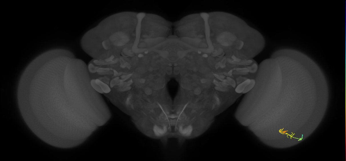 C2_R (JRC_OpticLobe:101199)