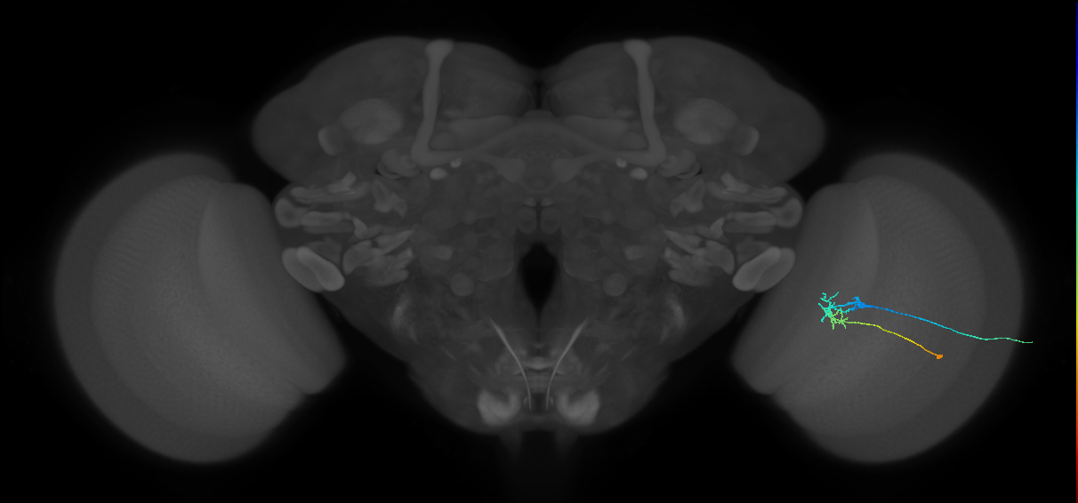 C2_R (JRC_OpticLobe:93351)