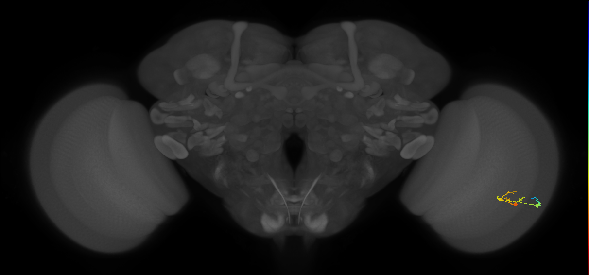 C2_R (JRC_OpticLobe:95833)
