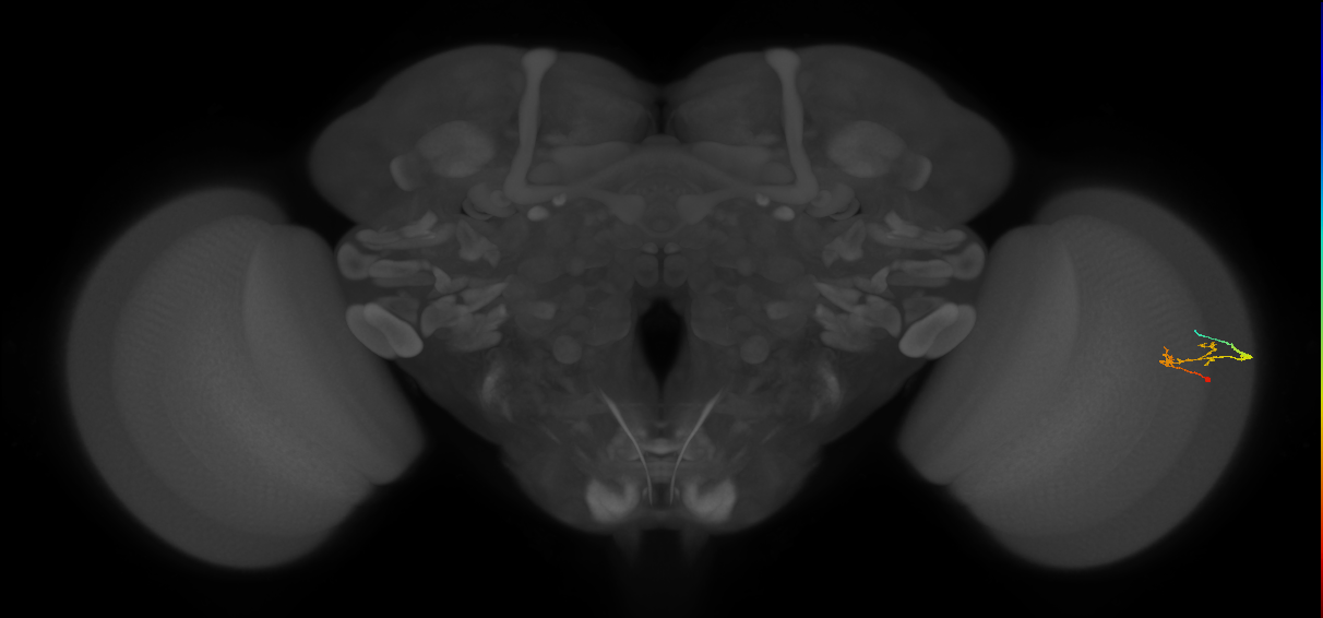 C2_R (JRC_OpticLobe:130786)