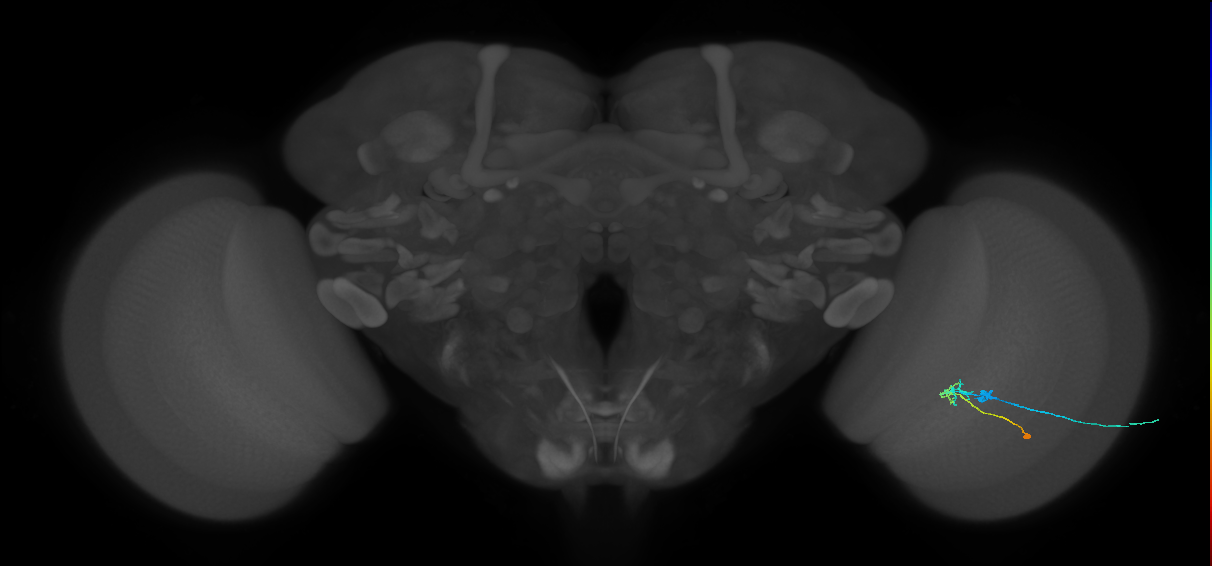 C2_R (JRC_OpticLobe:99953)