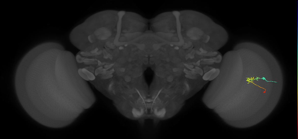 C2_R (JRC_OpticLobe:81055)