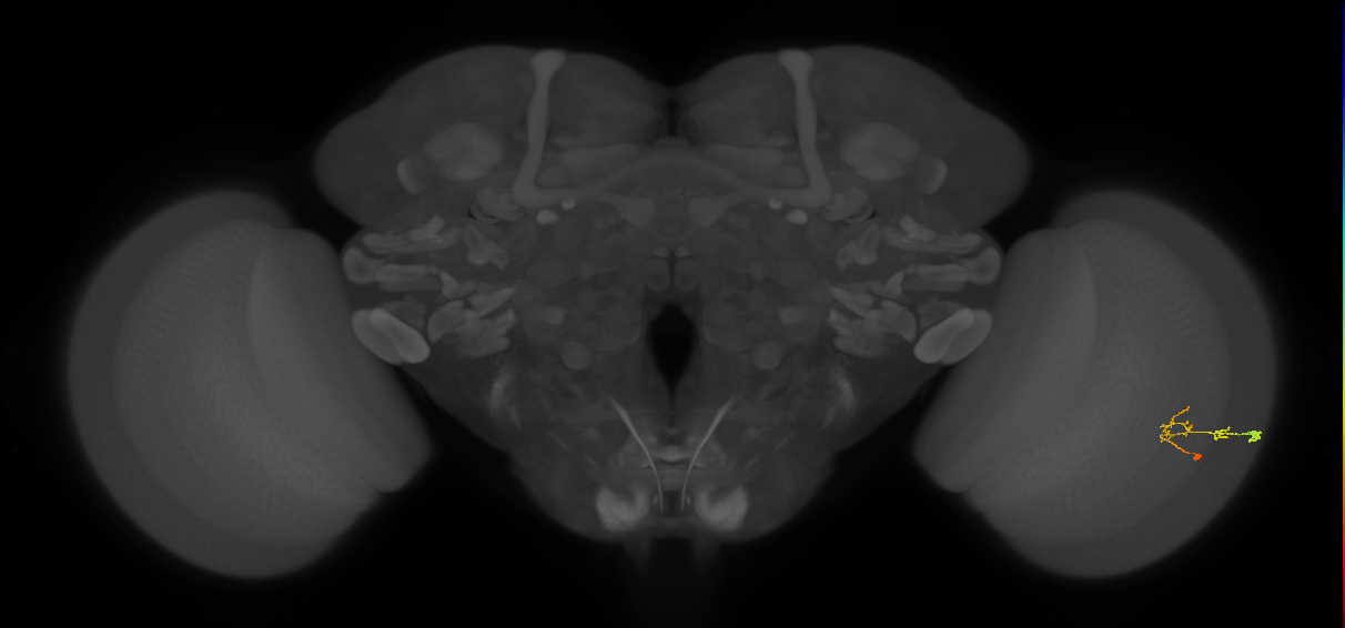 C2_R (JRC_OpticLobe:83340)