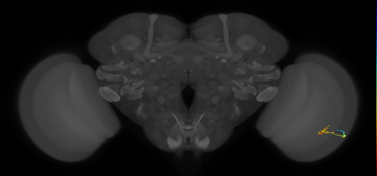 C2_R (JRC_OpticLobe:87136)
