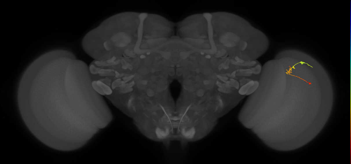 C2_R (JRC_OpticLobe:111544)