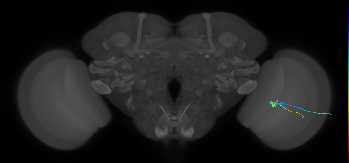 C2_R (JRC_OpticLobe:84310)
