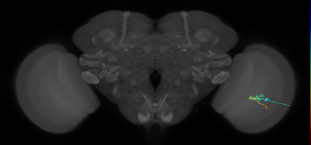 C2_R (JRC_OpticLobe:82563)