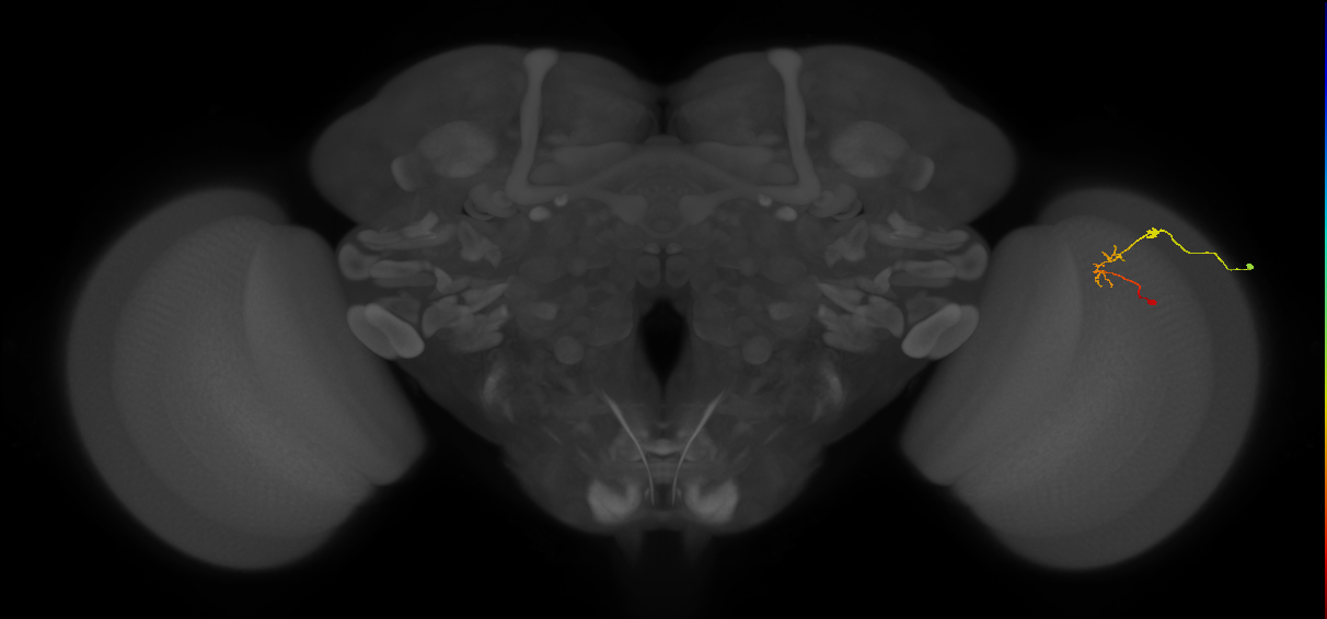 C2_R (JRC_OpticLobe:105576)