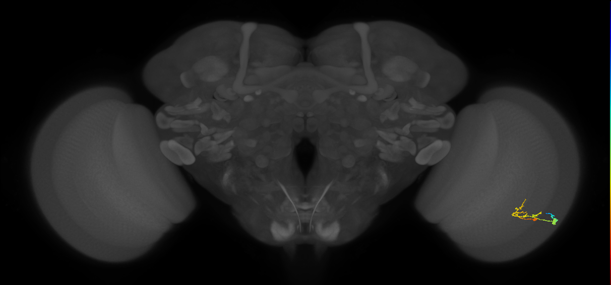 C2_R (JRC_OpticLobe:72807)