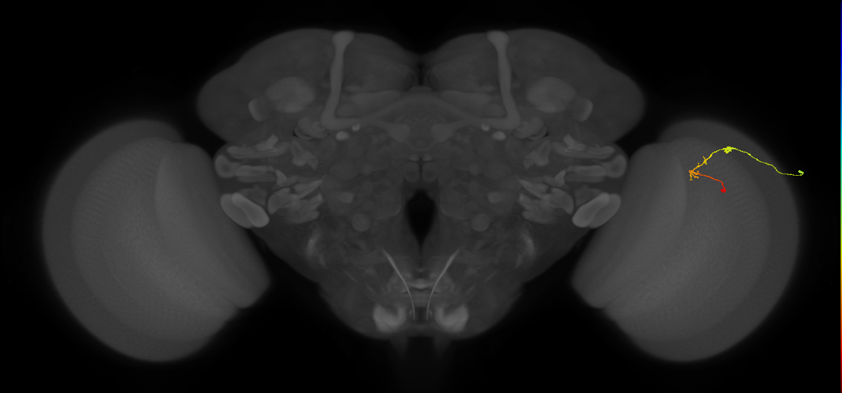 C2_R (JRC_OpticLobe:125930)