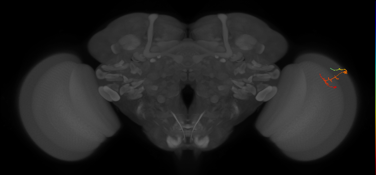 C2_R (JRC_OpticLobe:101626)