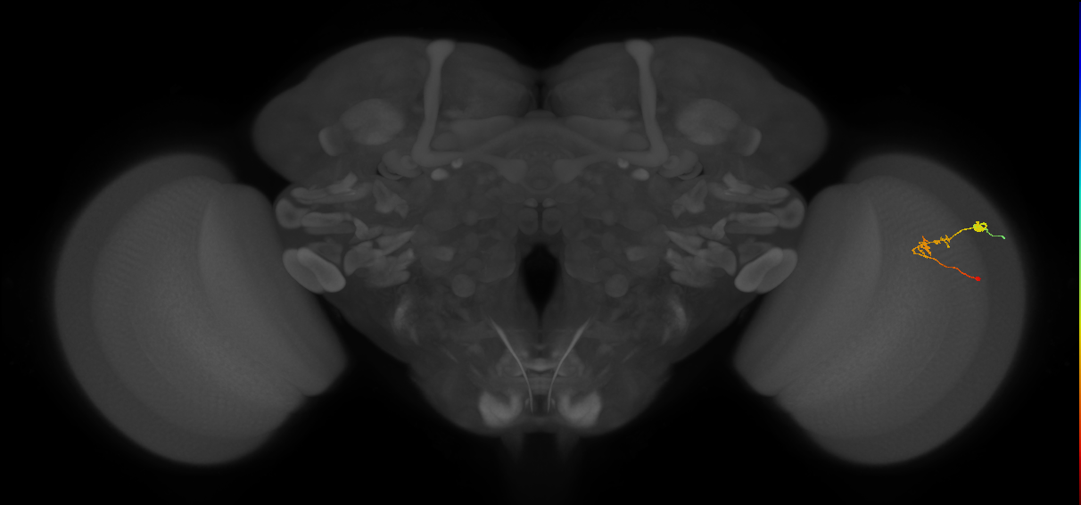 C2_R (JRC_OpticLobe:112919)