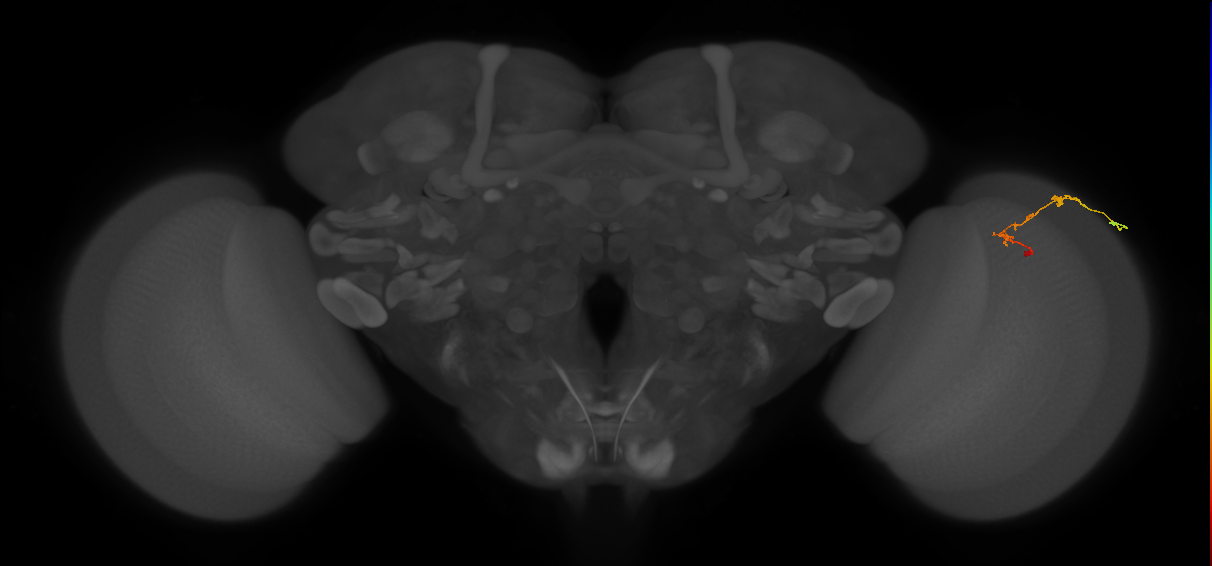 C2_R (JRC_OpticLobe:97355)