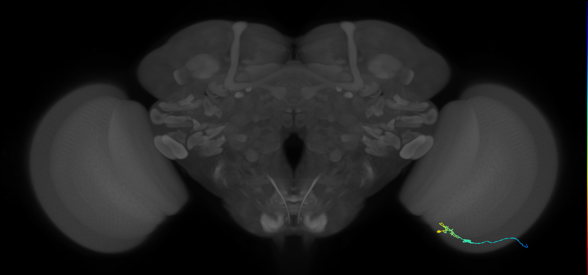 C2_R (JRC_OpticLobe:115933)