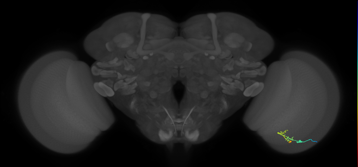 C2_R (JRC_OpticLobe:79624)