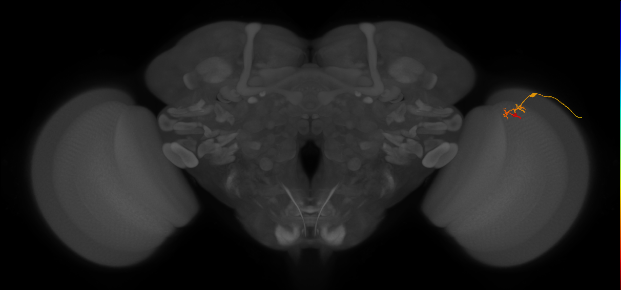 C2_R (JRC_OpticLobe:116653)