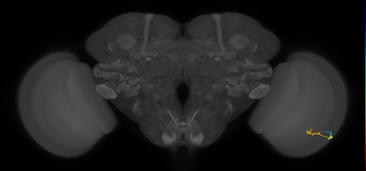 C2_R (JRC_OpticLobe:80373)