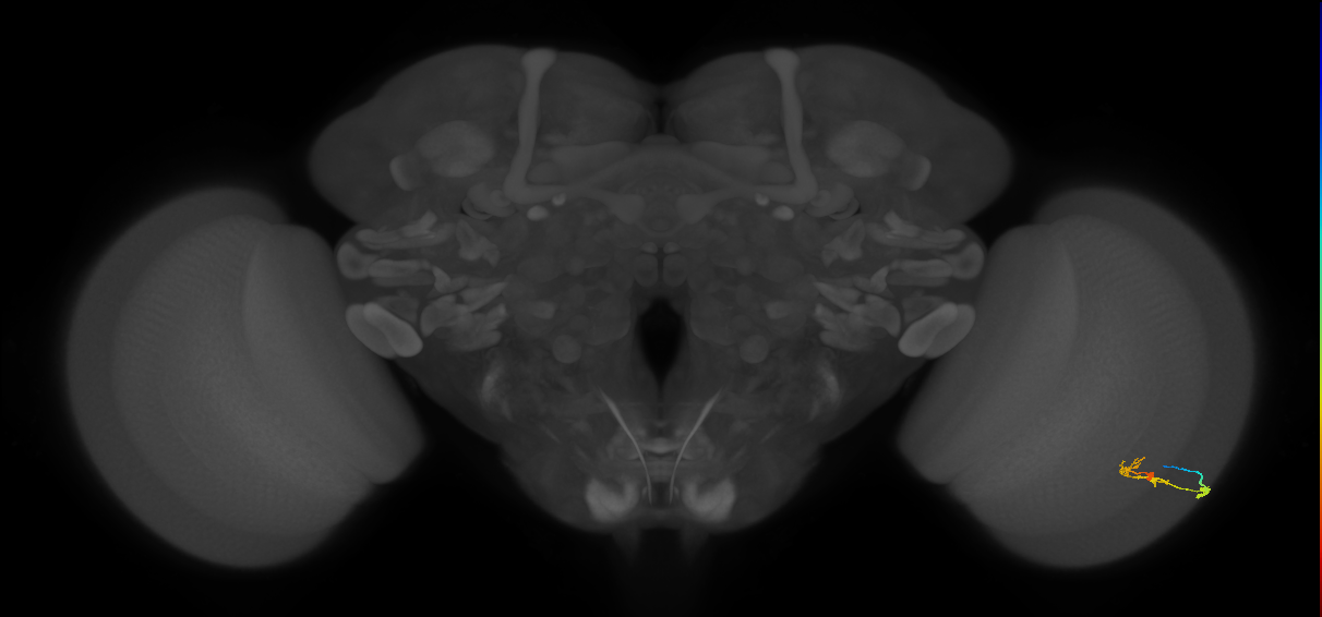 C2_R (JRC_OpticLobe:103256)