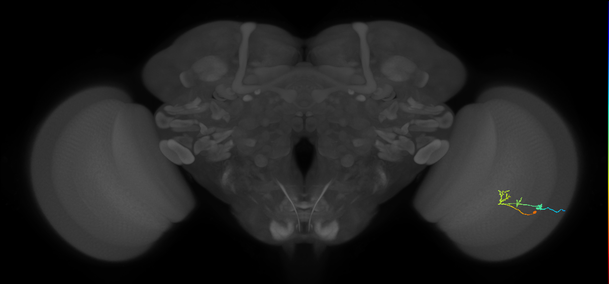 C2_R (JRC_OpticLobe:78499)
