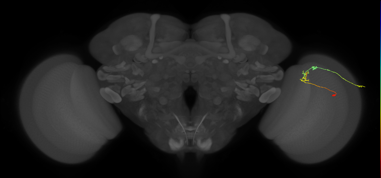 C2_R (JRC_OpticLobe:89168)